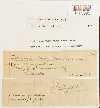 Dicranum scoparium image