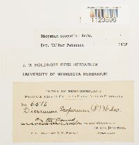 Dicranum scoparium image