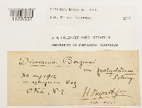 Dicranum scoparium image