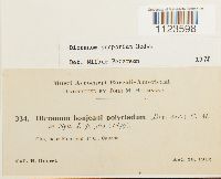 Dicranum scoparium image