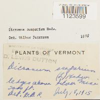 Dicranum scoparium image