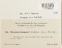 Dicranum scoparium image