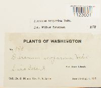 Dicranum scoparium image