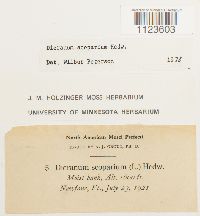 Dicranum scoparium image