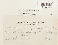 Dicranum scoparium image