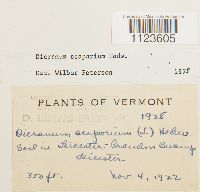 Dicranum scoparium image