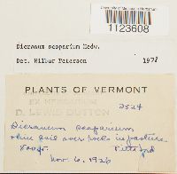 Dicranum scoparium image