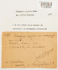 Dicranum scoparium image