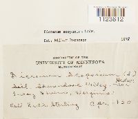 Dicranum scoparium image