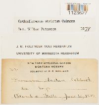 Dicranum tauricum image