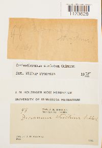 Dicranum tauricum image