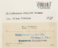 Dicranum tauricum image