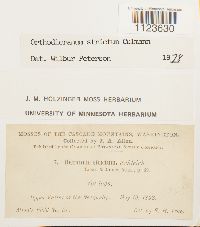 Dicranum tauricum image