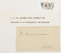 Dicranum tauricum image