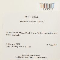 Dicranum tauricum image