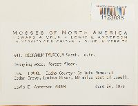 Dicranum tauricum image