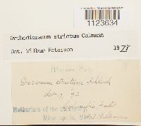 Dicranum tauricum image