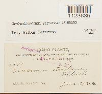 Dicranum tauricum image