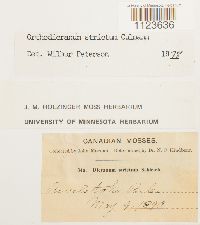 Dicranum tauricum image