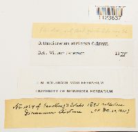 Dicranum tauricum image