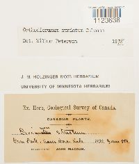 Dicranum tauricum image