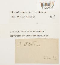 Dicranum tauricum image