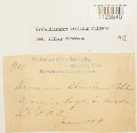 Dicranum tauricum image