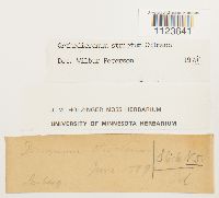 Dicranum tauricum image