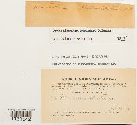 Dicranum tauricum image