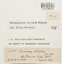 Dicranum tauricum image