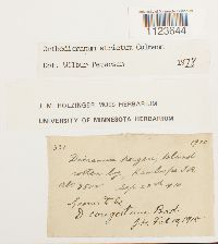 Dicranum tauricum image