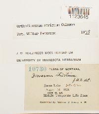 Dicranum tauricum image