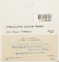 Dicranum tauricum image