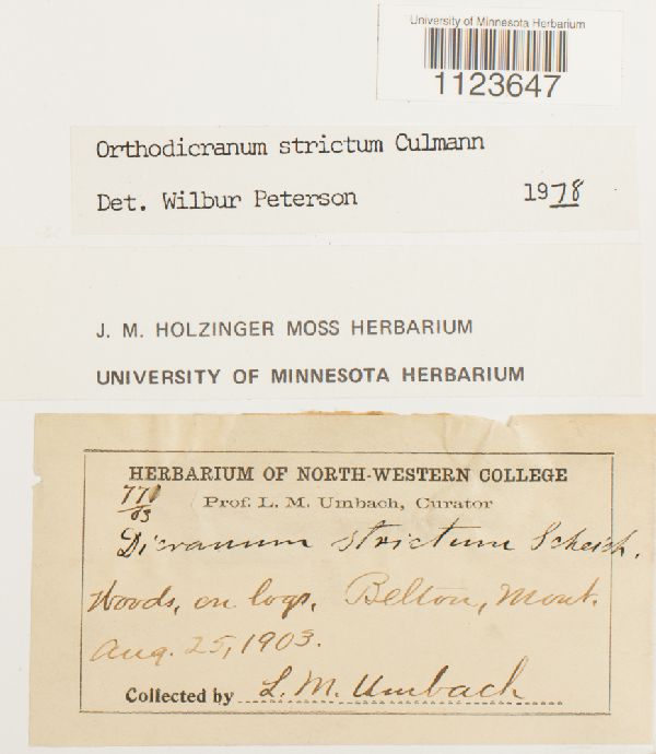 Dicranum tauricum image