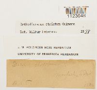 Dicranum tauricum image