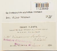 Dicranum tauricum image