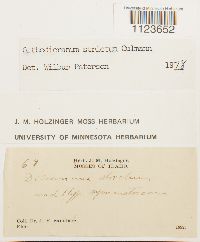 Dicranum tauricum image