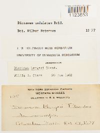 Dicranum undulatum image