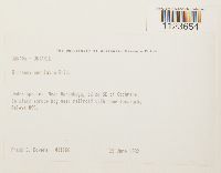 Dicranum undulatum image