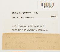 Dicranum undulatum image