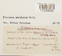 Dicranum undulatum image