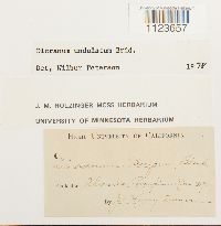 Dicranum undulatum image