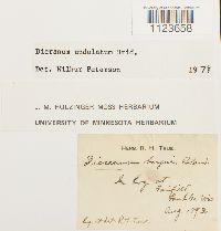 Dicranum undulatum image