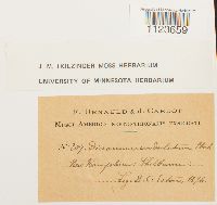 Dicranum undulatum image