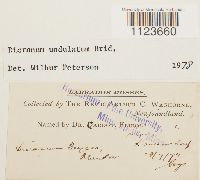 Dicranum undulatum image