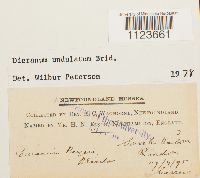 Dicranum undulatum image