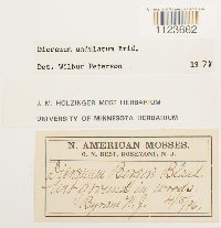 Dicranum undulatum image