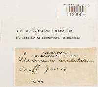 Dicranum undulatum image