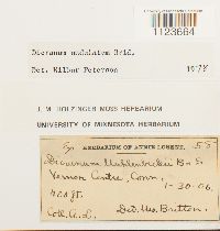 Dicranum undulatum image