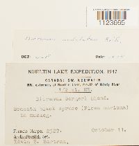 Dicranum undulatum image